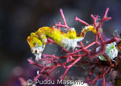 manado,bunaken park,60mm macro nikon d2x by Puddu Massimo 